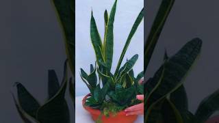 Beautiful Snake Plant Arrangement #shorts #beauty #reels #beautiful #snakeplant #foryou #viral