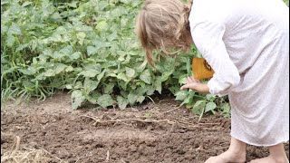 It's Time to Plant the Fall Garden