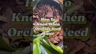 How to know when orchids need water? 🌱💧 #orchidcare