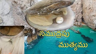 సముద్రపు ముత్యం||Pearl from Beach||Telugu vlogs from USA