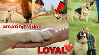 DOGS ARE TOO LOYAL ❤️❤️ | Facebook video