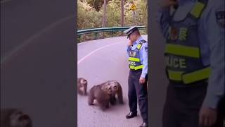 POLICE GET ATTACKED BY AGGRESSIVE MONKEY'S #animals #wildlife #monkey #police #live #viralvideo #new