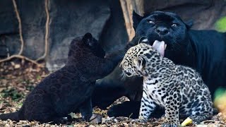 Black Panther with cubs in the Dandeli -Yellapur Jungle