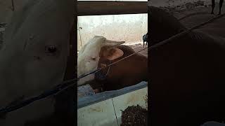 Simental#cow #pecintasapi #shortvideo