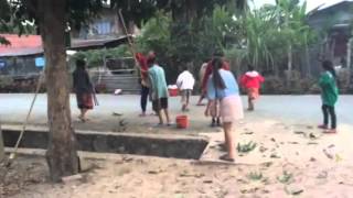 How Laotian catch sting bugs