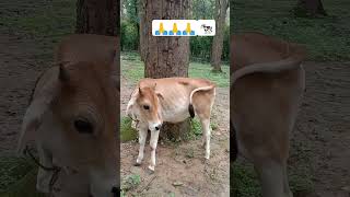 Narayan mil jaenge#Bharat ki shan #gou Mata 🙏#bhajansong #jubinnautiyal #viral shorts