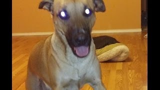 Alien dog, собака из преисподней