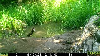 squirrel and grouse 17Aug2023