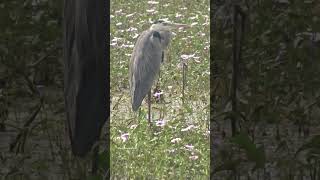 Beautiful Blue Heron Bird❤ #blueheron #heron #herons #heronbird #birds #beautiful #shortsfeed #watch