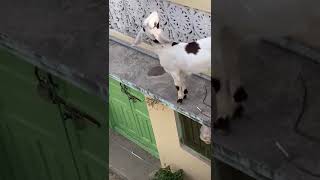 Very cute goats