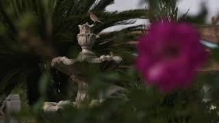 Front yard, a secret garden. Royalty Free Stock 4 kVideo Footage.