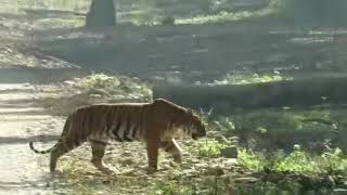 Tiger crossing the main road towards the river at Corbett- November 2020