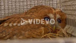 Close view of a brown owl on a cage saved from animal trafficking