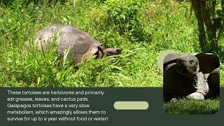 Galapagos Tortoise