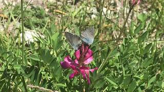 ミニムスコマシジミCupido minimus (Small Blue) 2024/06/27 Lac d'Estenc France