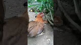 angry mother hen