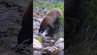 Bear! How close is too close watch till the end. #bear #blackbear #wildlife #wildanimals #wildbear