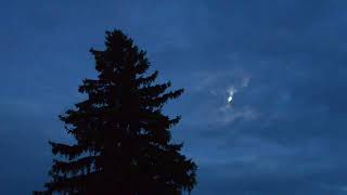 Little Brown Bats Flying By Moonlight