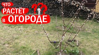 Огород где всё растёт 2020 что растёт на огороде