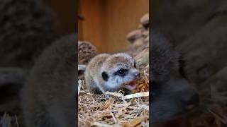 Baby meerkat ASMR - Whipsnade Zoo