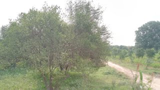 natural beauty off village greenery Place Views live streaming