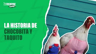 Estos pollos mascotas tienen una familia: la historia de Chocobita y Taquito