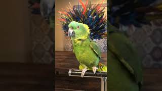 cute parrot funny video #shorts #youtubeshorts