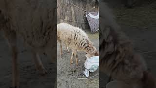 #shorts goats & donkey @attock pakistan #lakwatseragirl #pakistan