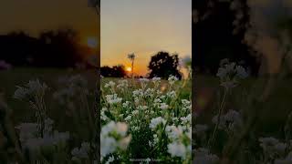 White flowers are blooming in the morning sun | Morning status  #morning #sunrise #sunset #sorts