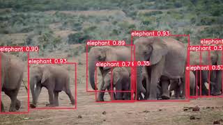 Image & Video Annotation Service For Animal Detection | Wisepl | Annotation Service | CV | ML