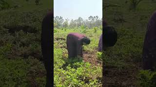 చేనులో చెట్లు తీస్తున్నాము #Radhikaorganicterracegarden #youtubeshorts #farming