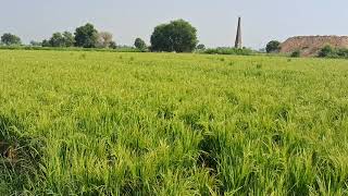 16 Acre #agriculture Land For Sale In Haryana | 9255380380 | #farming