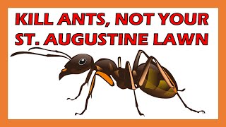 How To KILL ANTS in St. Augustine Grass