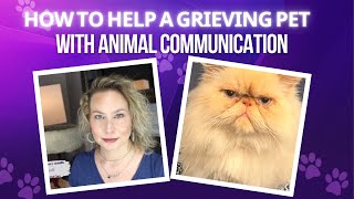 Cat Sibling Crossed Rainbow Bridge 🌈 Pet Mom Confirms Information | Clip From Ep 127