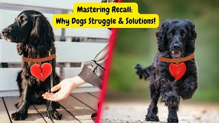 Why Your Dog Recall Fails - And How to Fix It!