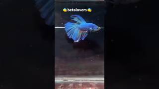 beautifulbettafishesinricefields 😲😲😲#fish #betalovers #aquarium #blue betta #rosetail#subscribe