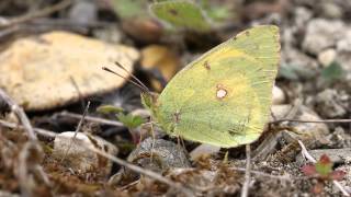 Clouded Yellow Grange Park 24th August 2014