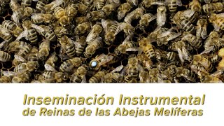 Inseminación Instrumental de Reinas de Abejas Melíferas