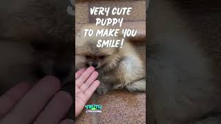 Very Cute Puppy To Make You Smile!