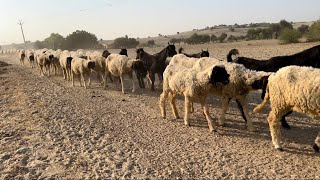 Herd | रेवड़ | छाँग |