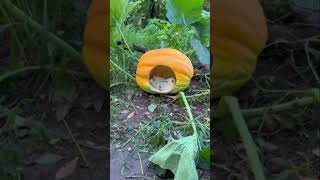 Cuddly Rabbit Enjoys Pumpkin Munchies #shorts #viral