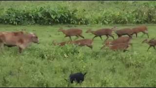 Herd of Hog Deer near Panbari of Kaziranga National Park