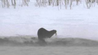 Northern River Otter