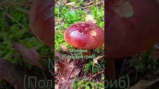 Грибы-грибочки 🍄🐌 #грибы  #мирвокруг #подосиновик #моховик #nature #лес #природнаятерапия #mushroom