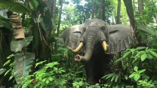 Jungle Cruise in Adventureland at Magic Kingdom Walt Disney World in Bay Lake, Florida on 06-11-2017