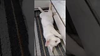 cat funny short #turkishangora #cute #summerofshorts