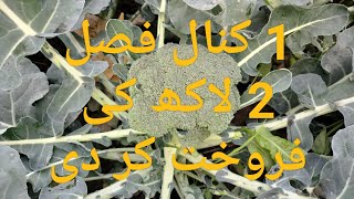 ایک کنال کی فصل کسان نے 2 لاکھ کی فروخت کر دی۔