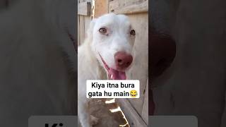 Ye to Ghalat Baat Hai #shorts #dog #pets #animals #funny #viral