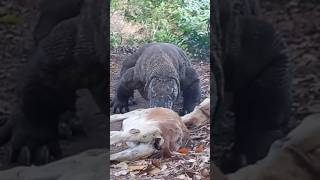 komodo dragon VS poor goat #trending