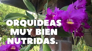 Como fertilizo las orquídeas plantadas en tronquito,para mantenerlas siempre nutridas.